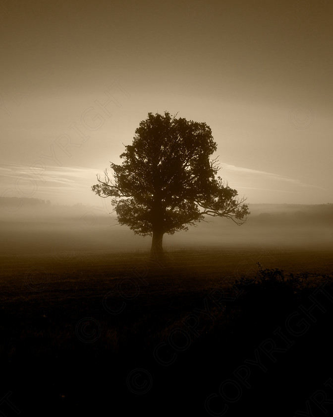 Oak Tree Wakes End004 
 Keywords: Visual Impact Andrew Garner