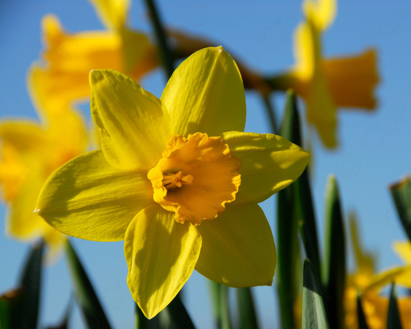 Daffodil 040 
 Daffodil 
 Keywords: Daffodil, flower, spring, yellow