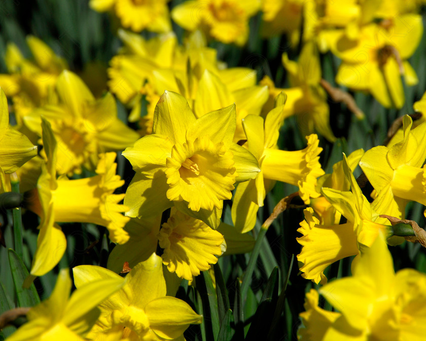 Daffodil 054 
 Daffodil 
 Keywords: Daffodil, flower, spring, yellow