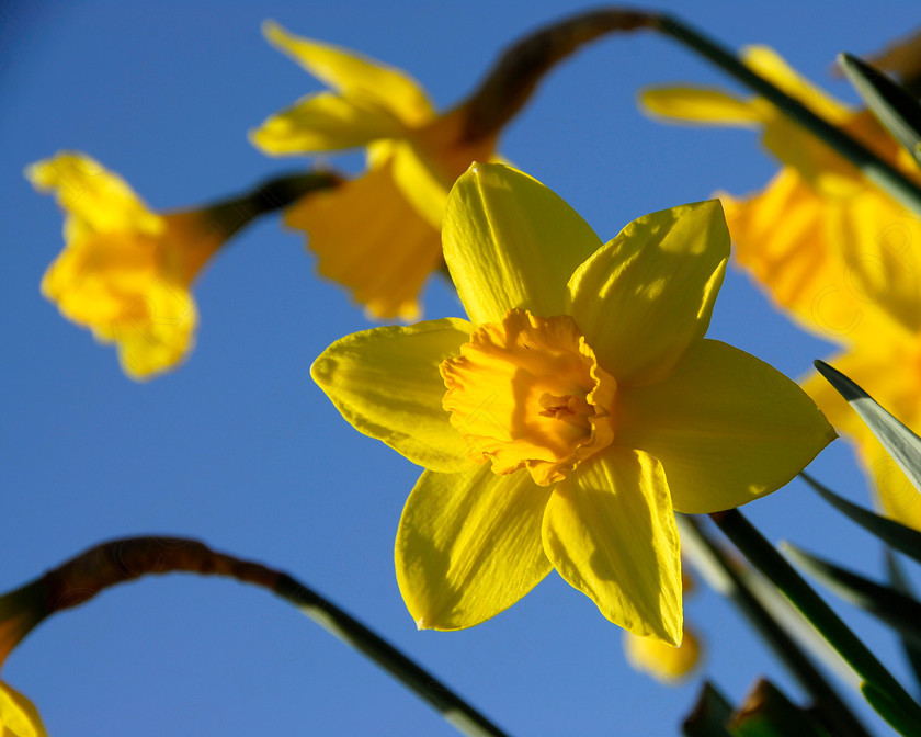 Daffodil 037 
 Daffodil 
 Keywords: Daffodil, flower, spring, yellow