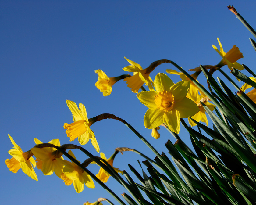 Daffodil 035 
 Daffodil 
 Keywords: Daffodil, flower, spring, yellow