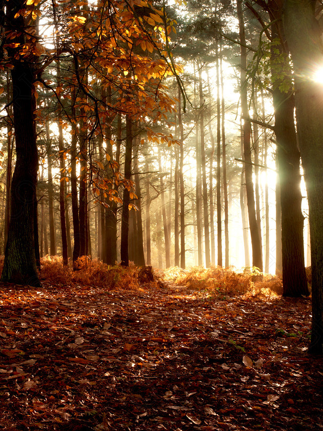 Autumn Leaves 0055AB 
 Autumn Leaves 0055 
 Keywords: Autumn, trees, bedfordshire, sunrise, woodland, forest