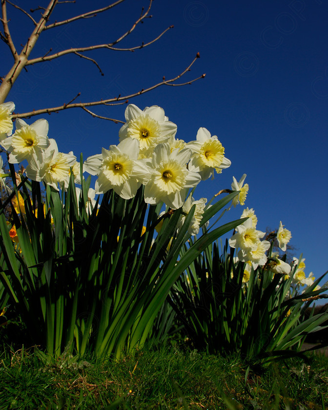 Daffodil 020 
 Daffodil 
 Keywords: Daffodil, flower, spring, yellow