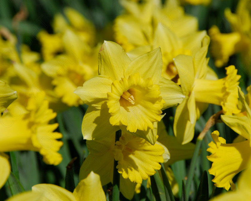 Daffodil 063 
 Daffodil 
 Keywords: Daffodil, flower, spring, yellow