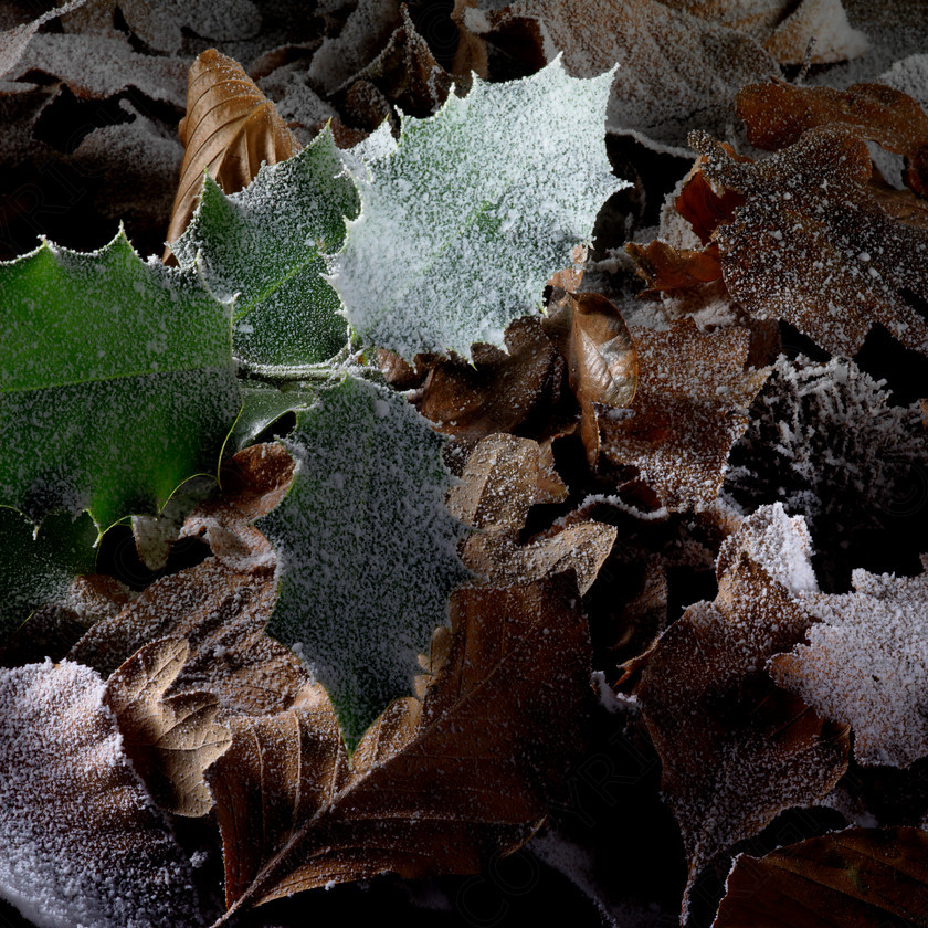 Winter Frost 0010 
 Winter Frost 0010 
 Keywords: wiinter, cold, country, snow, ice