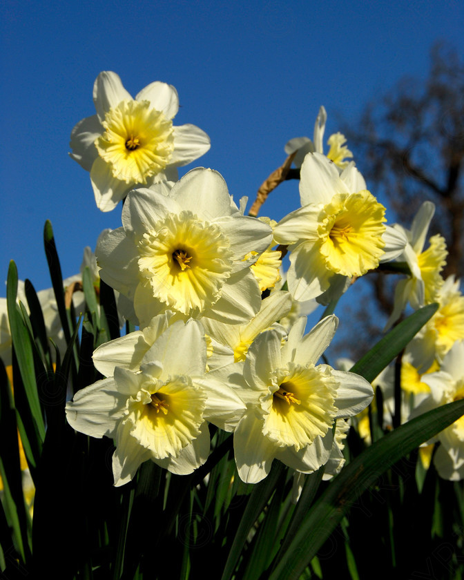 Daffodil 002 
 Daffodil 
 Keywords: Daffodil, flower, spring, yellow