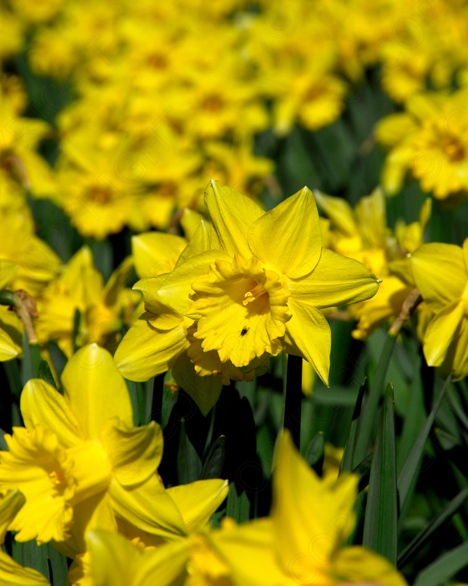 Daffodil 047 
 Daffodil 
 Keywords: Daffodil, flower, spring, yellow