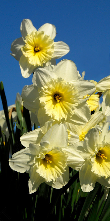 Daffodil 001 
 Daffodil 
 Keywords: Daffodil, flower, spring, yellow