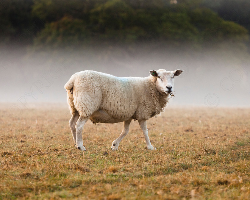 Wakes End Sheep-October Morning 3