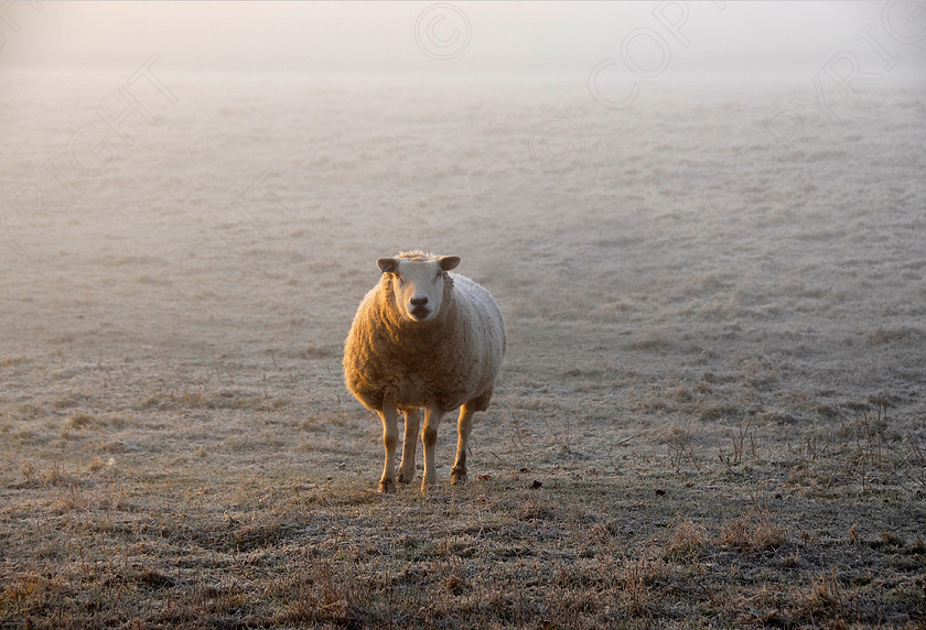 Sheep 008 
 Keywords: cold, countryside, fields, ice, snow, winter, sheep