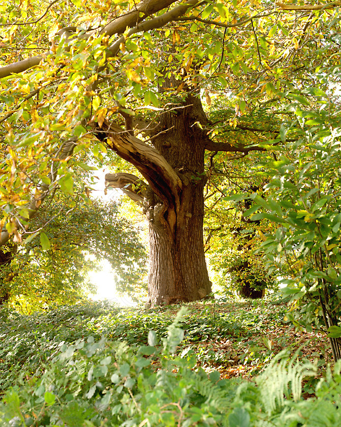 Ampthill Park 0003 
 Ampthill Park 0003 
 Keywords: tree, countryside, scene