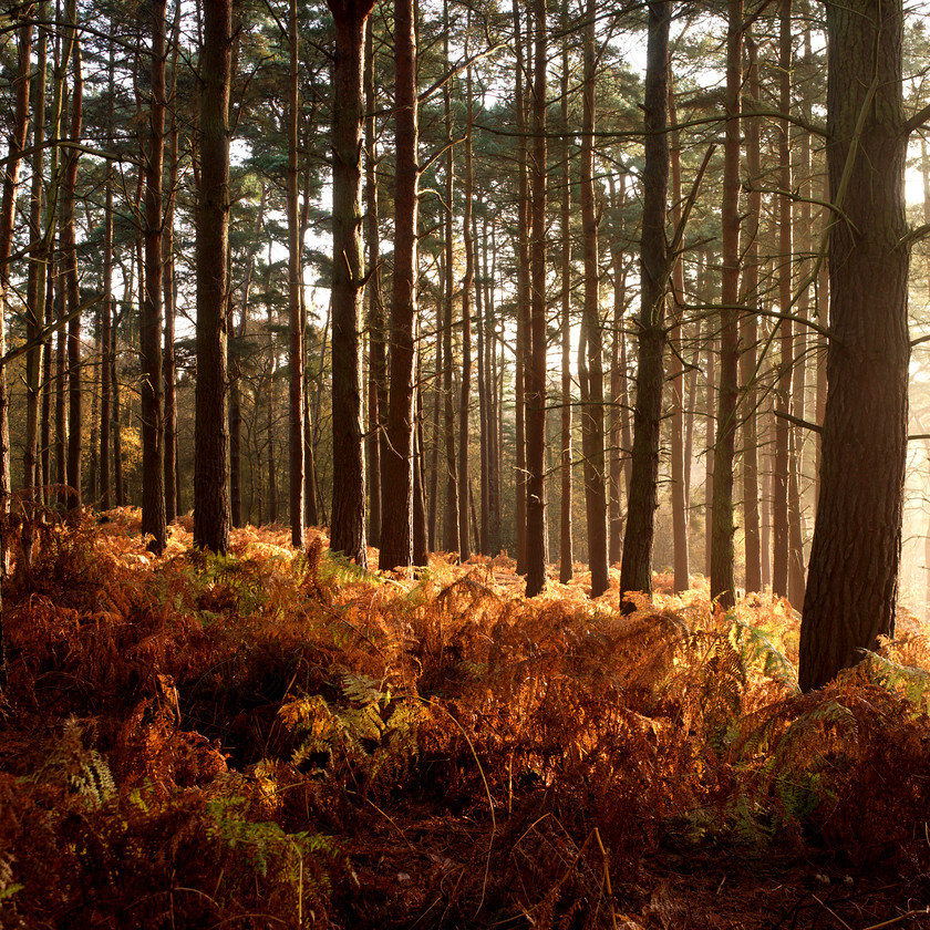 Autumn Leaves 0057 
 Autumn Leaves 0057 
 Keywords: Autumn, trees, bedfordshire, sunrise, woodland, forest