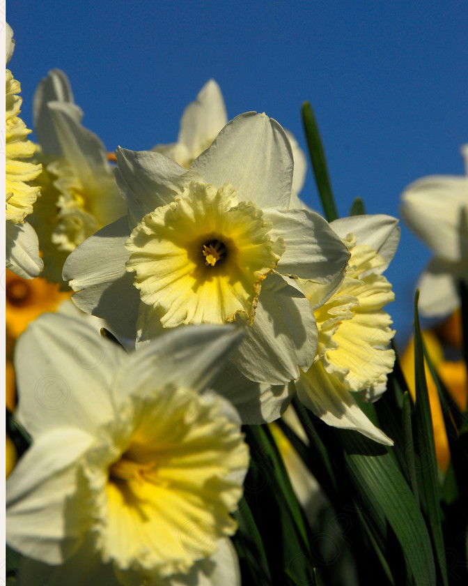 Daffodil 005 
 Daffodil 
 Keywords: Daffodil, flower, spring, yellow