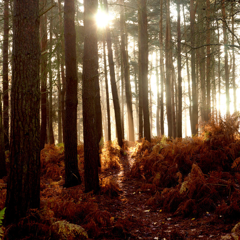 Autumn Leaves 0028 
 Autumn Leaves 0028 
 Keywords: Autumn, trees, bedfordshire, sunrise, woodland, forest