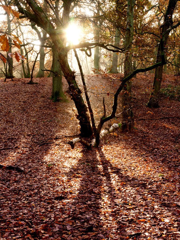 Autumn Leaves 0074A 
 Autumn Leaves 0074 
 Keywords: Autumn, trees, bedfordshire, sunrise, woodland, forest