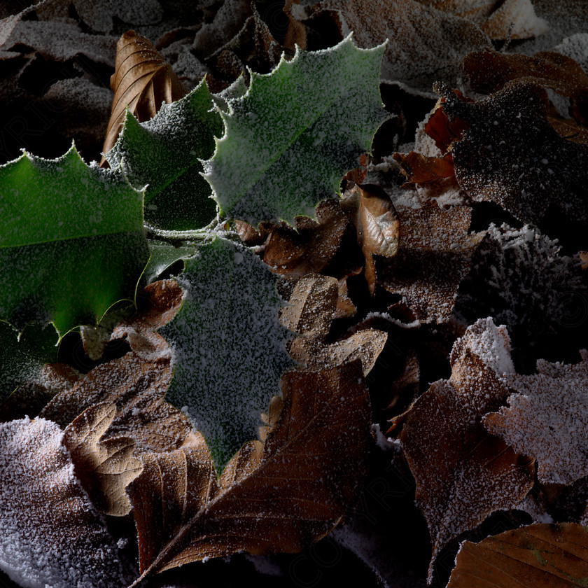 Winter Frost 0009 
 Winter Frost 0009 
 Keywords: wiinter, cold, country, snow, ice