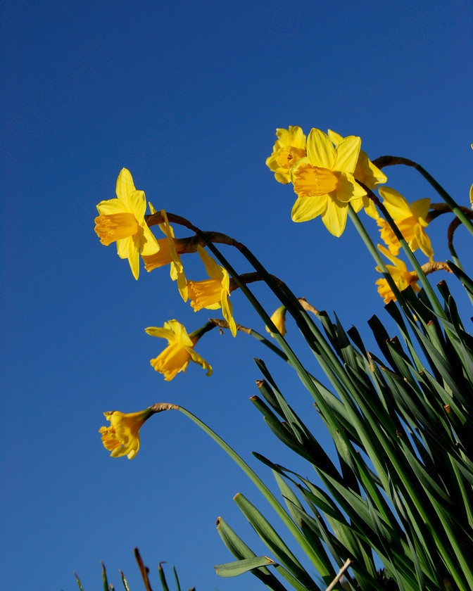 Daffodil 029 
 Daffodil 
 Keywords: Daffodil, flower, spring, yellow