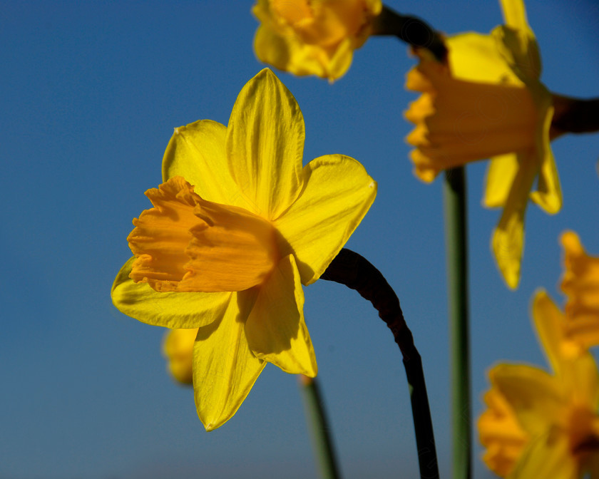 Daffodil 033 
 Daffodil 
 Keywords: Daffodil, flower, spring, yellow