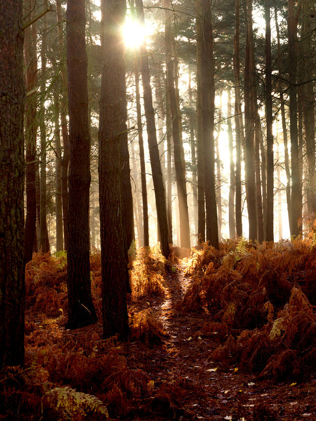 Autumn Leaves 0028A 
 Autumn Leaves 0028 
 Keywords: Autumn, trees, bedfordshire, sunrise, woodland, forest