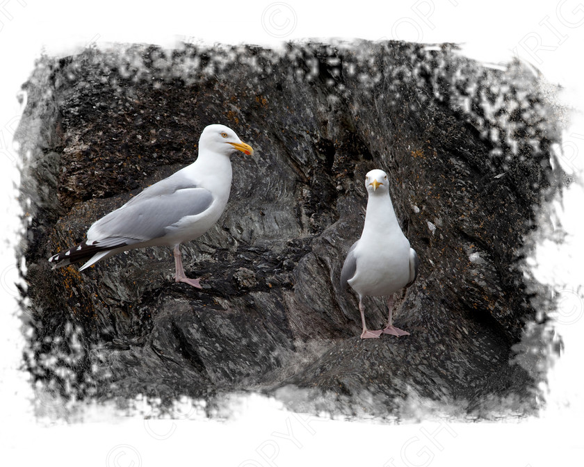 Seagulls Polperro Cornwall 
 Images of Cornwall 
 Keywords: Cornwall, seagulls