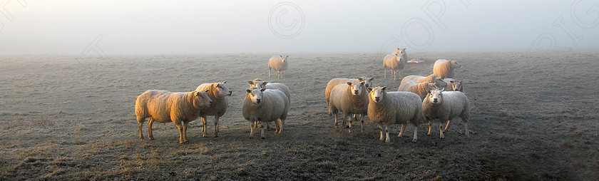 Sheep 001 
 Keywords: cold, countryside, fields, ice, snow, winter, sheep