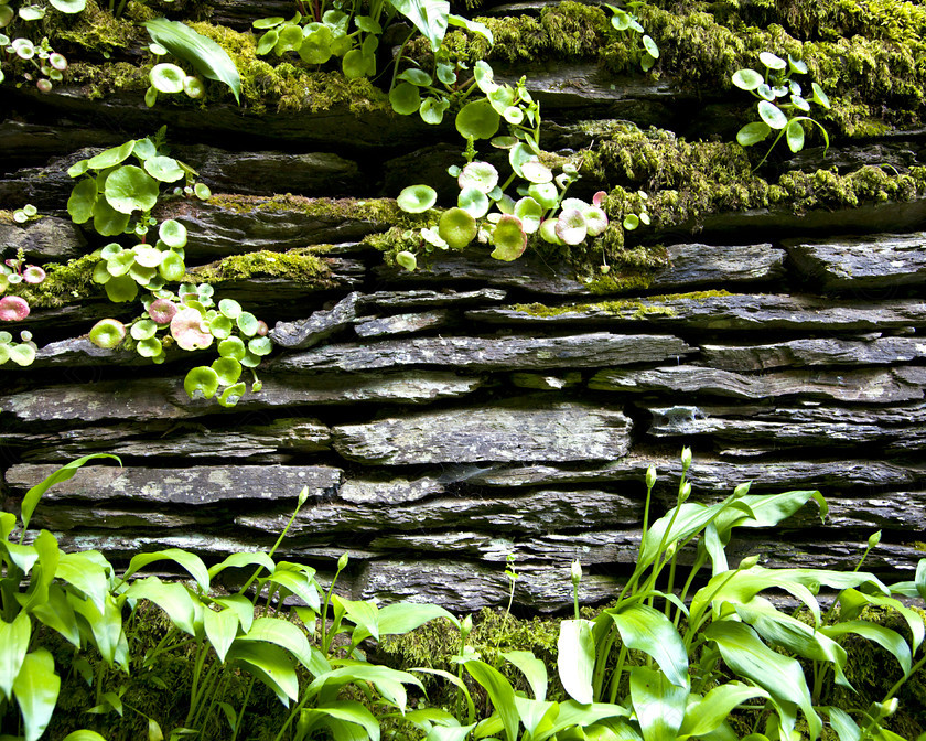 Slate Wall Mevagissey 005 
 Images of Cornwall 
 Keywords: Cornwall slate wall texture