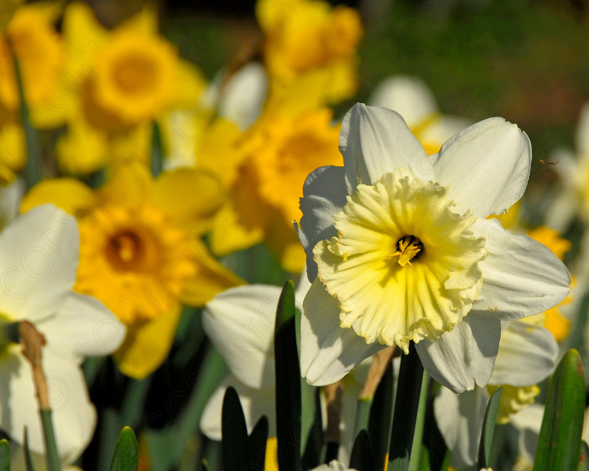 Daffodil 006 
 Daffodil 
 Keywords: Daffodil, flower, spring, yellow