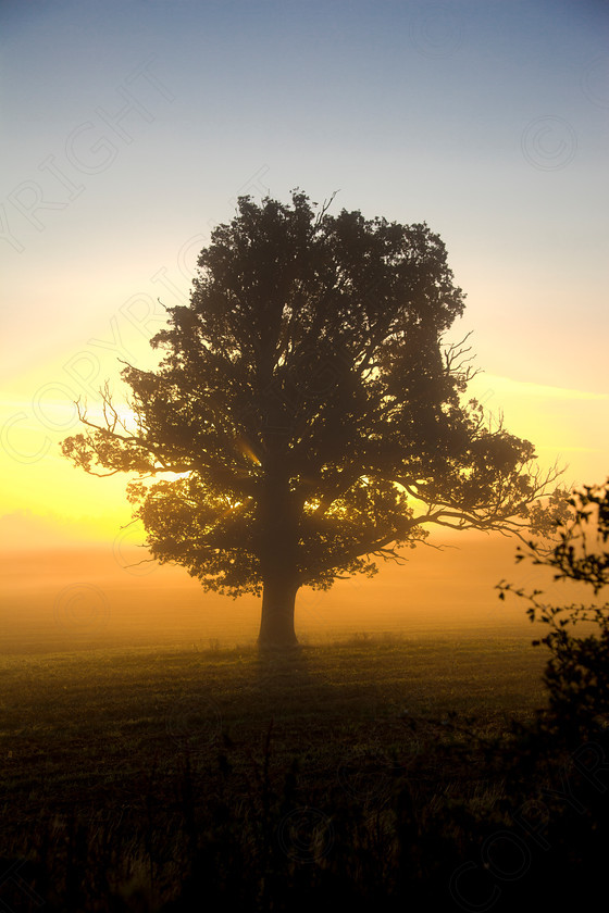 Oak Tree Wakes End000 
 Keywords: Visual Impact Andrew Garner