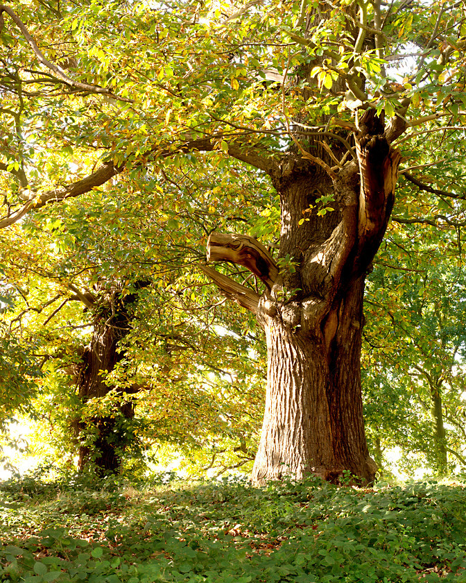 Ampthill Park 0008 
 Ampthill Park 0008 
 Keywords: tree, countryside, scene