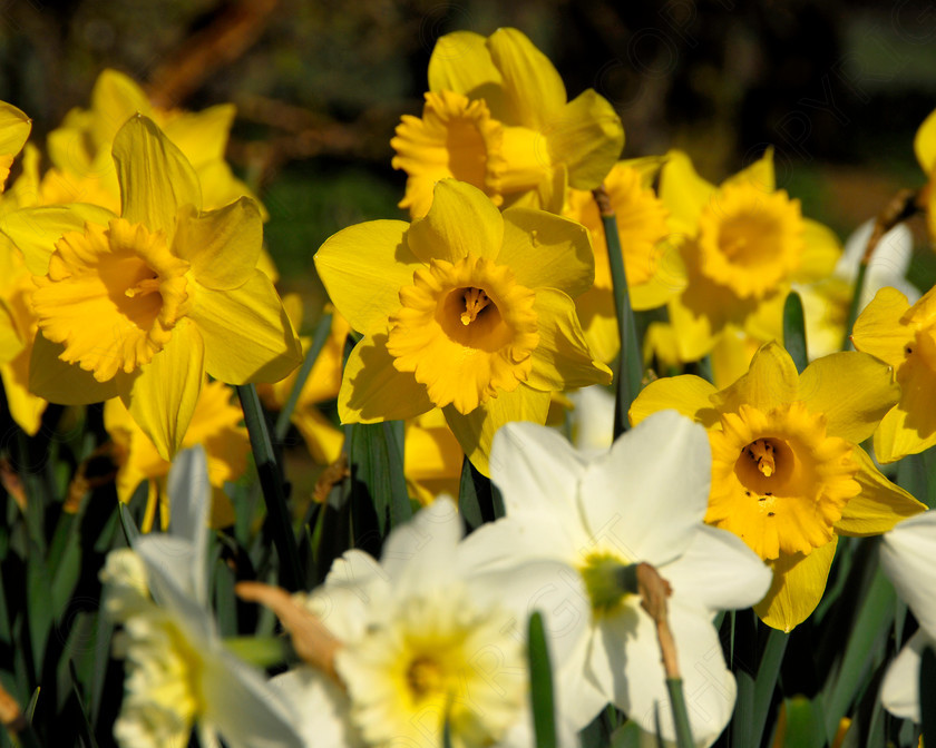 Daffodil 008 
 Daffodil 
 Keywords: Daffodil, flower, spring, yellow