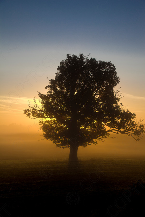 Oak Tree Wakes End003 
 Keywords: Visual Impact Andrew Garner