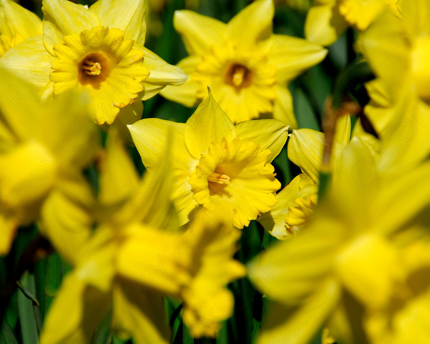 Daffodil 066 
 Daffodil 
 Keywords: Daffodil, flower, spring, yellow