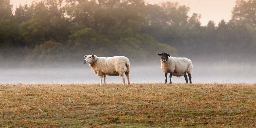 Wakes End Sheep-October Morning 1