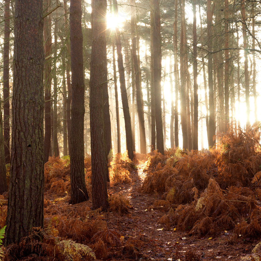 Autumn Leaves 0036 
 Autumn Leaves 0036 
 Keywords: Autumn, trees, bedfordshire, sunrise, woodland, forest