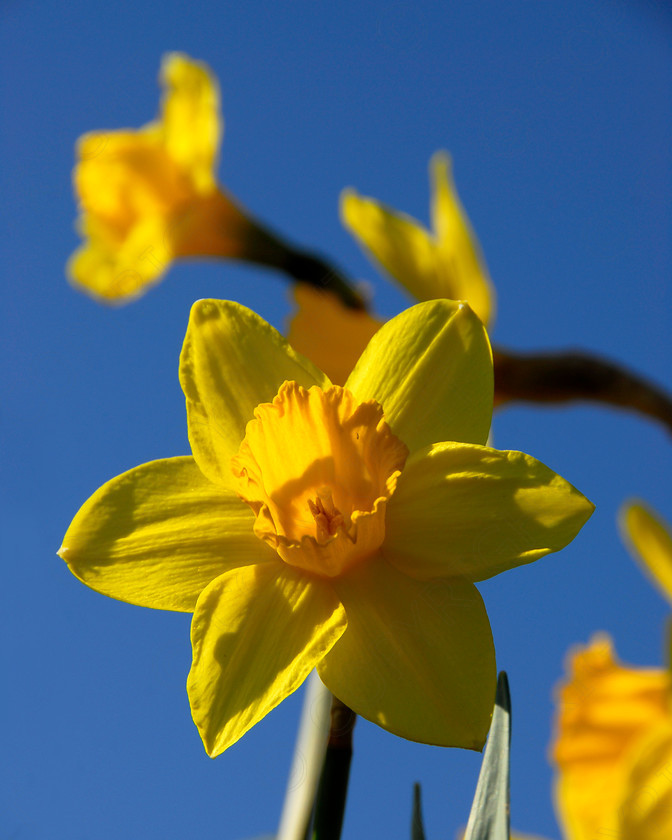 Daffodil 038 
 Daffodil 
 Keywords: Daffodil, flower, spring, yellow