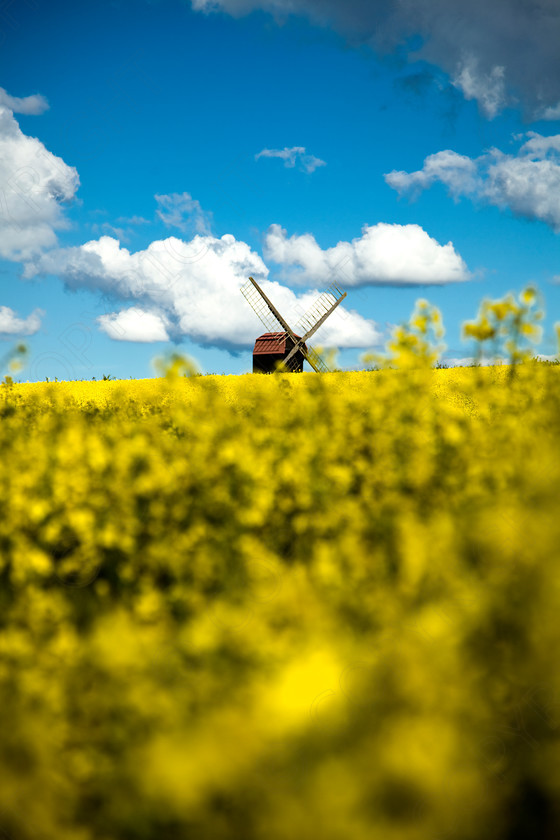 Stevington Windmill 018 
 Stevington Windmill in Evening 
 Keywords: Windmill, rape, countryside, landscape, Sky, fields, stevington, visual impact, andrew garner