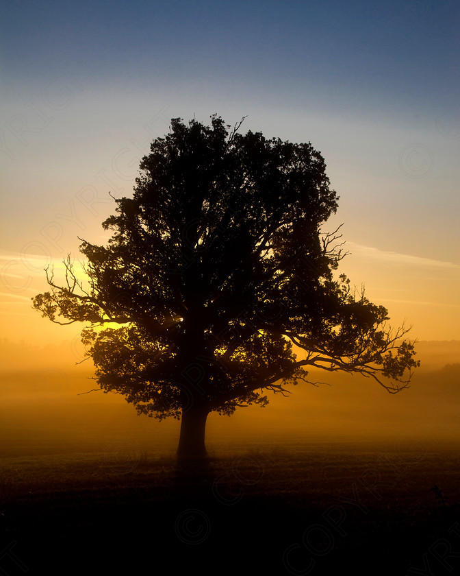 Oak Tree Wakes End002 
 Keywords: Visual Impact Andrew Garner