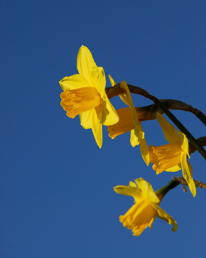 Daffodil 025 
 Daffodil 
 Keywords: Daffodil, flower, spring, yellow