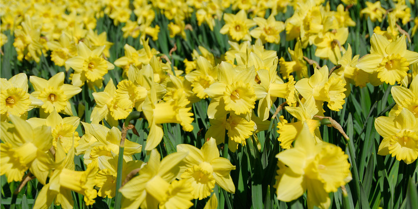 Daffodil 064a 
 Daffodil 
 Keywords: Daffodil, flower, spring, yellow