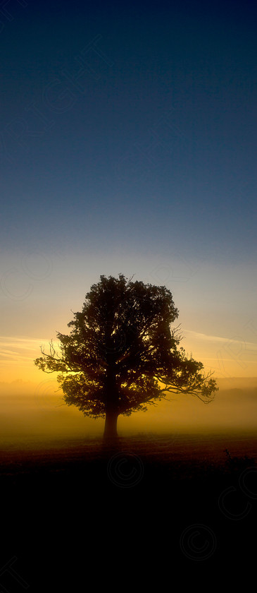 Oak Tree Wakes End009 
 Keywords: Visual Impact Andrew Garner