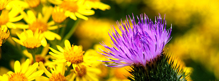 Thistle 
 Keywords: countryside, fields, field, flowers