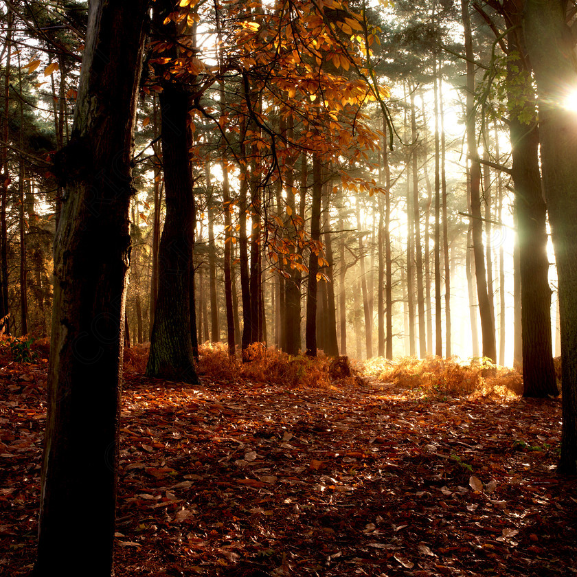 Autumn Leaves 0055A 
 Autumn Leaves 0055 
 Keywords: Autumn, trees, bedfordshire, sunrise, woodland, forest