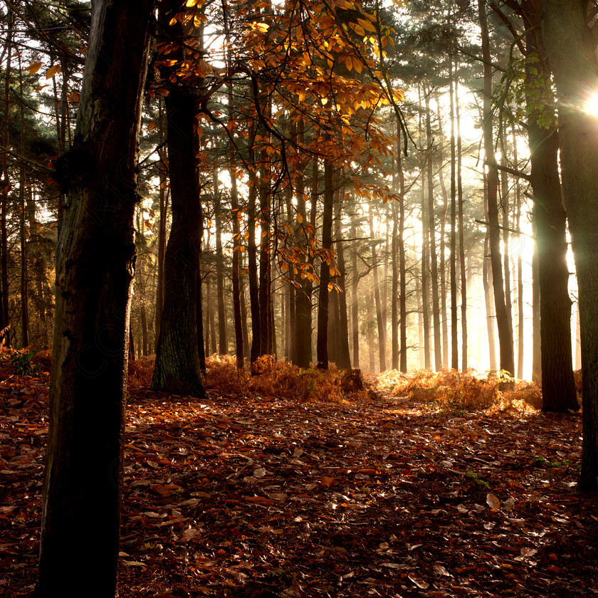 Autumn Leaves 0055 
 Autumn Leaves 0055 
 Keywords: Autumn, trees, bedfordshire, sunrise, woodland, forest