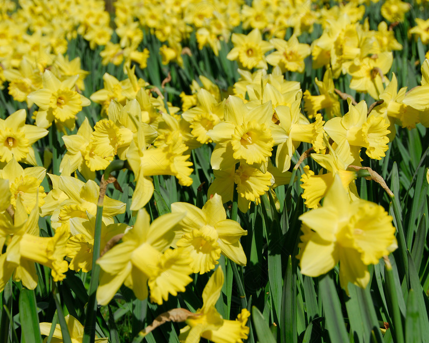 Daffodil 064 
 Daffodil 
 Keywords: Daffodil, flower, spring, yellow