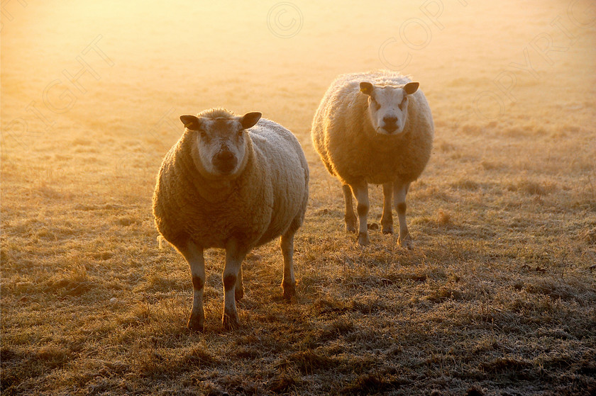 Sheep 011 
 Keywords: cold, countryside, fields, ice, snow, winter, sheep