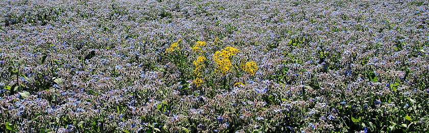 Lilac Field 
 Keywords: flowers, field